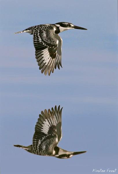 Pied Kingfisher
